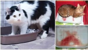 Kamica moczowa u kotów: leczenie, oznaki, objawy, dieta, leki, karma lecznicza
